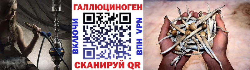 Галлюциногенные грибы Psilocybe Купить где Цоци-Юрт